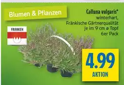 diska Franken calluna vulgaris Angebot