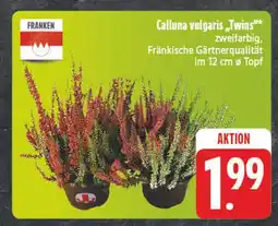 E-Center Franken calluna vulgaris 'twins' Angebot