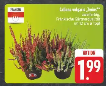 E-Center Franken calluna vulgaris 'twins' Angebot
