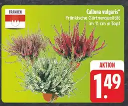 E-Center Calluna vulgaris Angebot