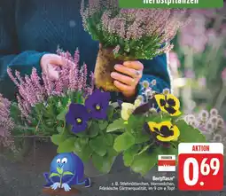 E-Center Beetpflanze Angebot