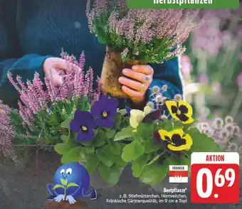 E-Center Beetpflanze Angebot
