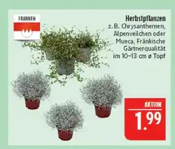 Marktkauf Franken herbstpflanzen Angebot