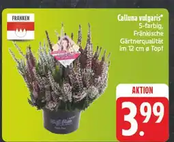 Edeka Franken calluna vulgaris Angebot