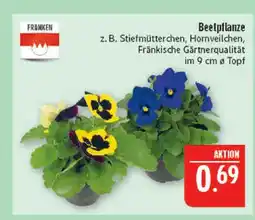 Marktkauf Franken beetpflanze Angebot