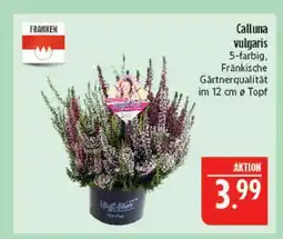 Marktkauf Franken calluna vulgaris Angebot