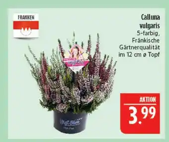 Marktkauf Franken calluna vulgaris Angebot