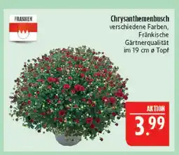 Marktkauf Franken chrysanthemenbusch Angebot