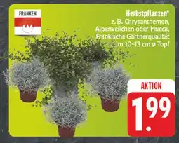 Edeka Franken herbstpflanzen Angebot