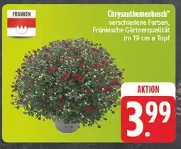 Edeka Chrysanthemenbusch Angebot