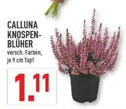 Marktkauf Calluna knospenblüher Angebot