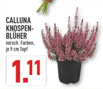Marktkauf Calluna knospenblüher Angebot