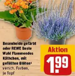 REWE Besenheide gefärbt oder REWE Beste Wahl Flammendes Käthchen, mit gefüllten Blüten Angebot