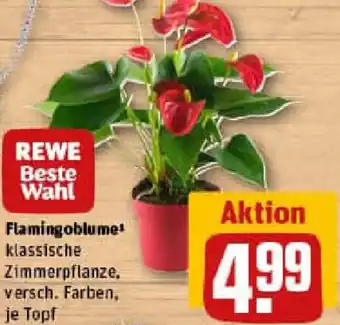 Flamingoblume Angebot bei REWE