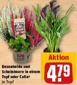 REWE Besenheide und Scheinbeere in einem Topf oder Calla Angebot