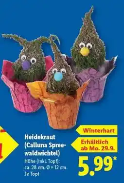 Lidl Heidekraut (Calluna Spreewaldwichtel) Angebot