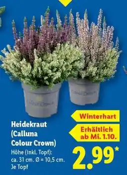Lidl Heidekraut (Calluna Colour Crown) Angebot