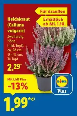 Lidl Heidekraut „Calluna vulgaris“ Angebot