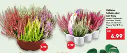 Kaufland Calluna-Schale oder 6er-Tray Angebot