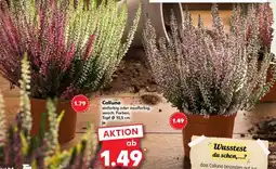 Kaufland Calluna Angebot