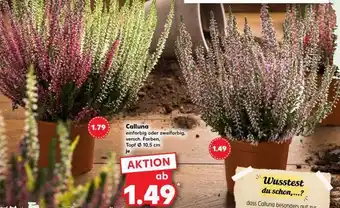 Kaufland Calluna Angebot
