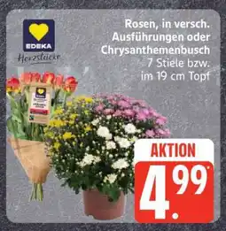 Edeka Rosen oder Chrysanthemenbusch Angebot