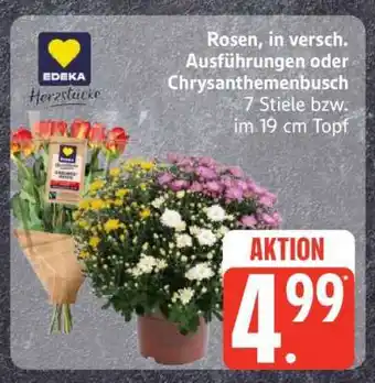 Edeka Rosen oder Chrysanthemenbusch Angebot