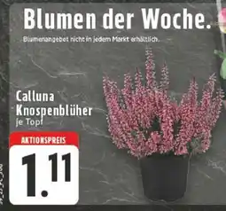 Edeka Calluna Knospenblüher Angebot