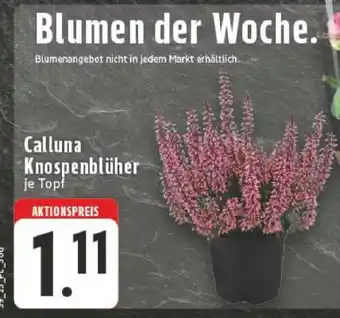 Edeka Calluna Knospenblüher Angebot