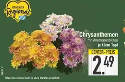 Edeka Chrysanthemen mit Anemonenblüten Angebot