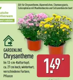 Aldi Nord GARDENLINE Chrysantheme Angebot