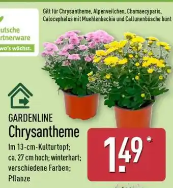 Aldi Nord GARDENLINE Chrysantheme Angebot