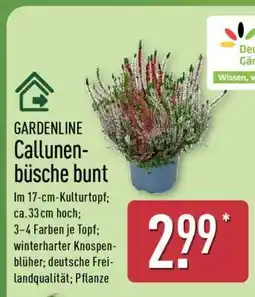 Aldi Nord GARDENLINE Callunenbüsche bunt Angebot