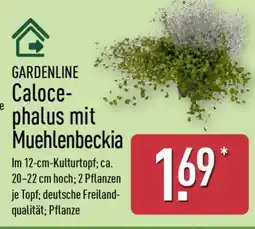 Aldi Nord GARDENLINE Calocephalus mit Muehlenbeckia Angebot