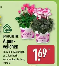 Aldi Nord GARDENLINE Alpenveilchen Angebot