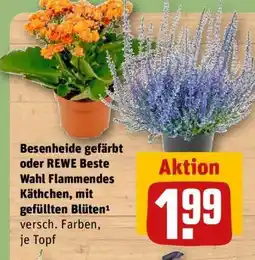 REWE Besenheide gefärbt oder REWE Beste Wahl Flammendes Kätchen, mit gefüllten Blüten Angebot