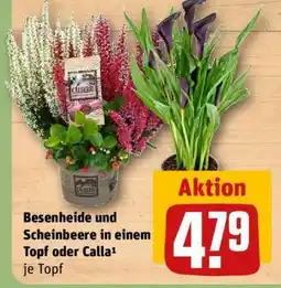 REWE Besenheide und Scheinbeere in einem Topf oder Calla¹ Angebot