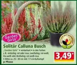 Norma Solitär Calluna Busch Angebot