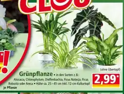 Norma Grünpflanze Angebot