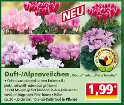 Norma Duft-/Alpenveilchen „Odora“ oder „Petit Moulin“ Angebot