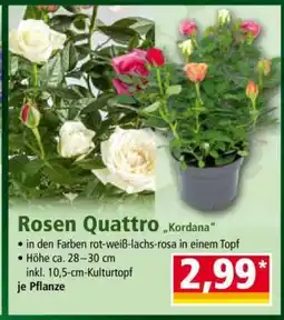 Norma Rosen Quattro „Kordana“ Angebot