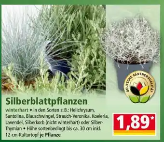 Norma Silberblattpflanzen Angebot