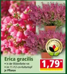 Norma Erica gracilis Angebot