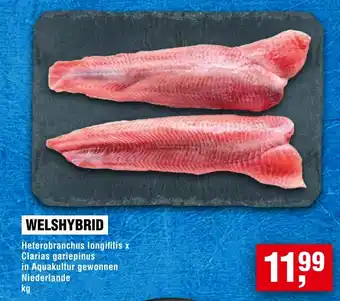 Handelshof WELSHYBRID Angebot