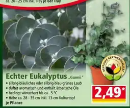 Norma Echter Eukalyptus „Gunnii“ Angebot