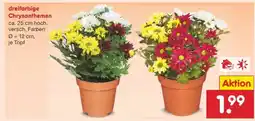Netto Marken-Discount dreifarbige Chrysanthemen Angebot