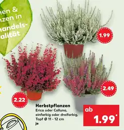 Kaufland Herbstpflanzen Angebot