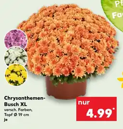 Kaufland Chrysanthemen- Busch XL Angebot