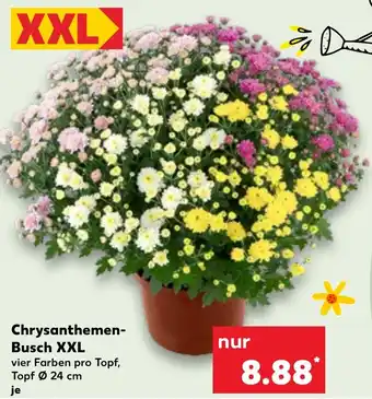 Kaufland Chrysanthemen- Busch XXL Angebot