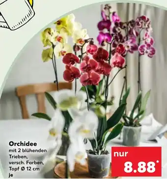 Kaufland Orchidee Angebot